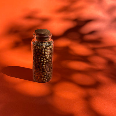 Sementes de Coentro - Viva Terra