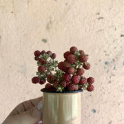 Caneca Esmaltada - Viva Terra