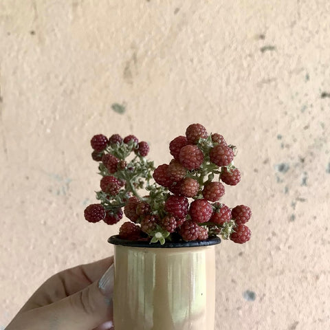 Caneca Esmaltada - Viva Terra